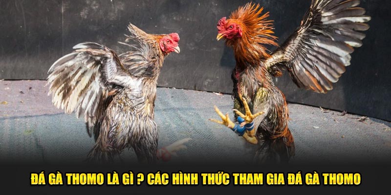 Da-ga-Thomo-la-gi-Cac-hinh-thuc-tham-gia-da-ga-Thomo